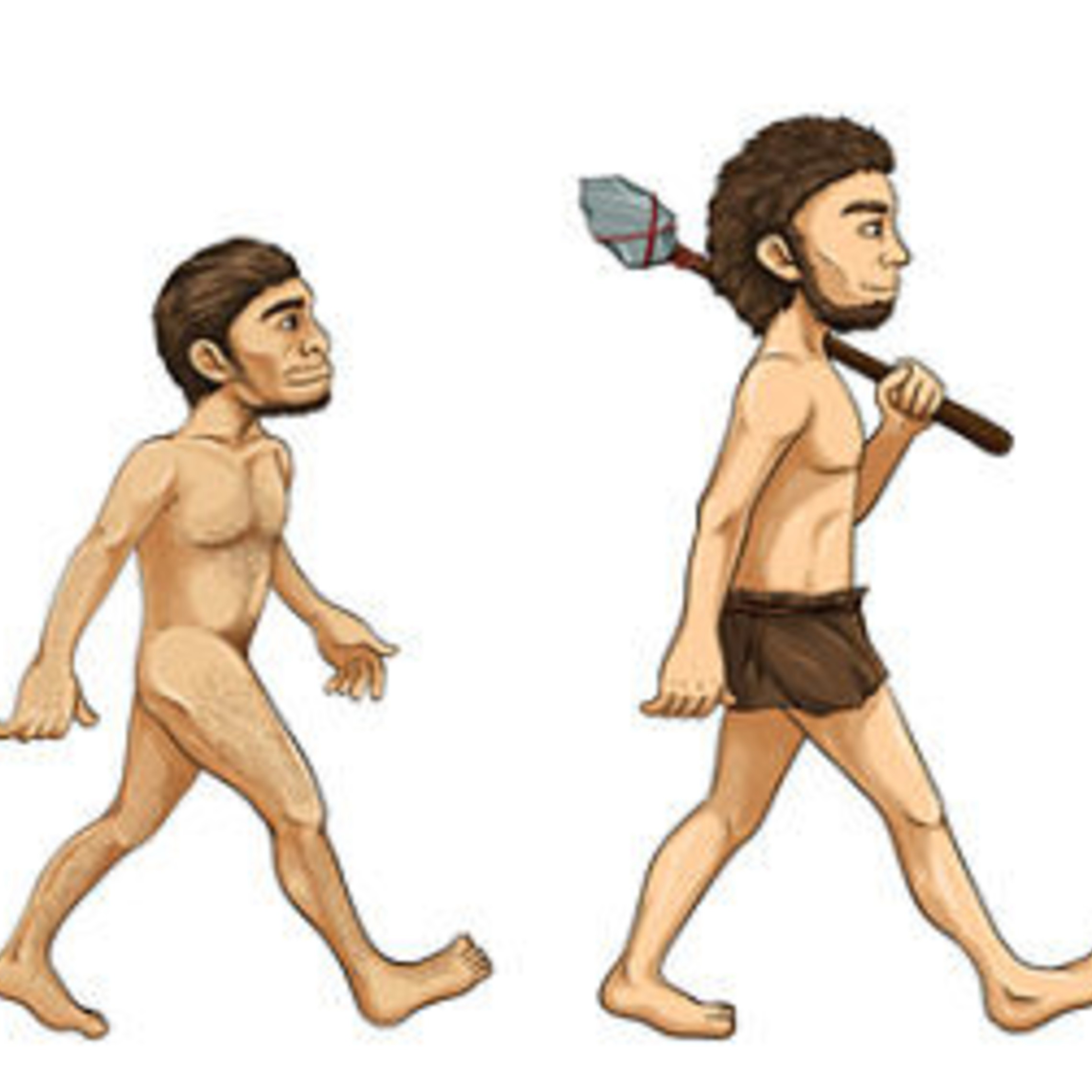 Evolution Cartoon Opt