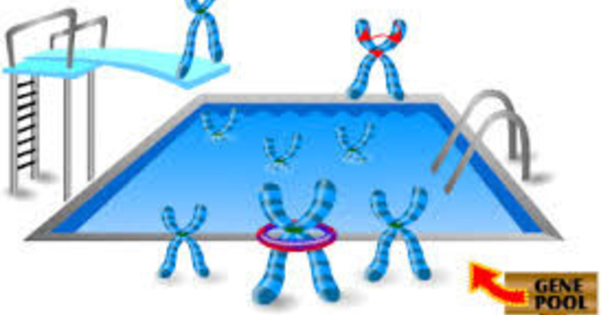 Example pool. Gene Pool игра. Gene Pool vector. Мем small Gene Pool. Genepool software.